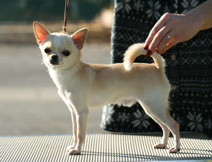 akc chihuahua